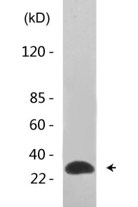 Cdc2 (phospho Tyr15) Polyclonal Antibody