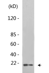 Cofilin (phospho Ser3) Polyclonal Antibody