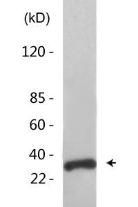 CREB-1 (phospho Ser133) Polyclonal Antibody