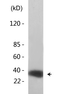 CREB-1 (phospho Ser142) Polyclonal Antibody