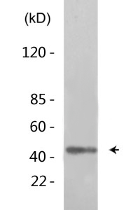 Crk II (phospho Tyr221) Polyclonal Antibody