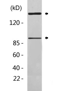 Flg (phospho Tyr154) Polyclonal Antibody