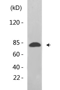 FoxO1 (phospho Ser256) Polyclonal Antibody