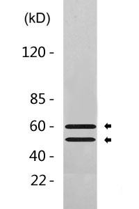 G3BP1 (phospho Ser232) Polyclonal Antibody