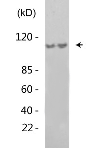 Gab 1 (phospho Tyr627) Polyclonal Antibody