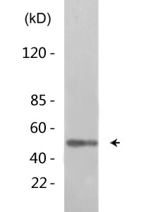 Connexin 43 (phospho Ser368) Polyclonal Antibody