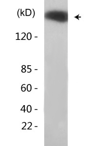 GRF-1 (phospho Tyr1087) Polyclonal Antibody