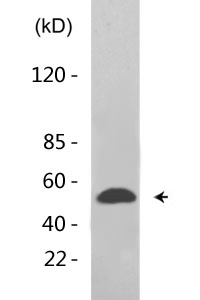 HDAC2 (phospho Ser394) Polyclonal Antibody