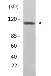 c-Kit (phospho Tyr721) Polyclonal Antibody