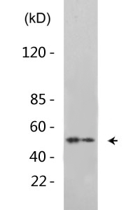 Lyn (phospho Tyr508) Polyclonal Antibody