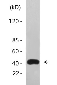 MEK-1 (phospho Thr292) Polyclonal Antibody