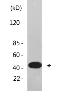 MEK-1/2 (phospho Ser222/226) Polyclonal Antibody