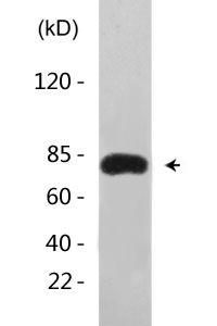 Tau (phospho Ser396) Polyclonal Antibody