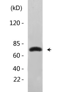 Tau (phospho Ser404) Polyclonal Antibody