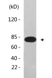 Tau (phospho Thr205) Polyclonal Antibody