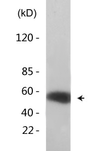 MEF-2 (phospho Ser408) Polyclonal Antibody