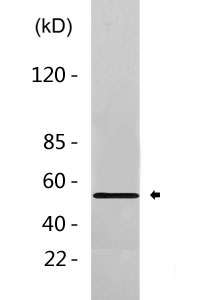 MEF-2 (phospho Thr312) Polyclonal Antibody