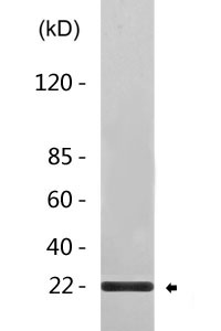CO8G Polyclonal Antibody
