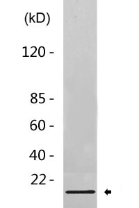 MLP3C Polyclonal Antibody