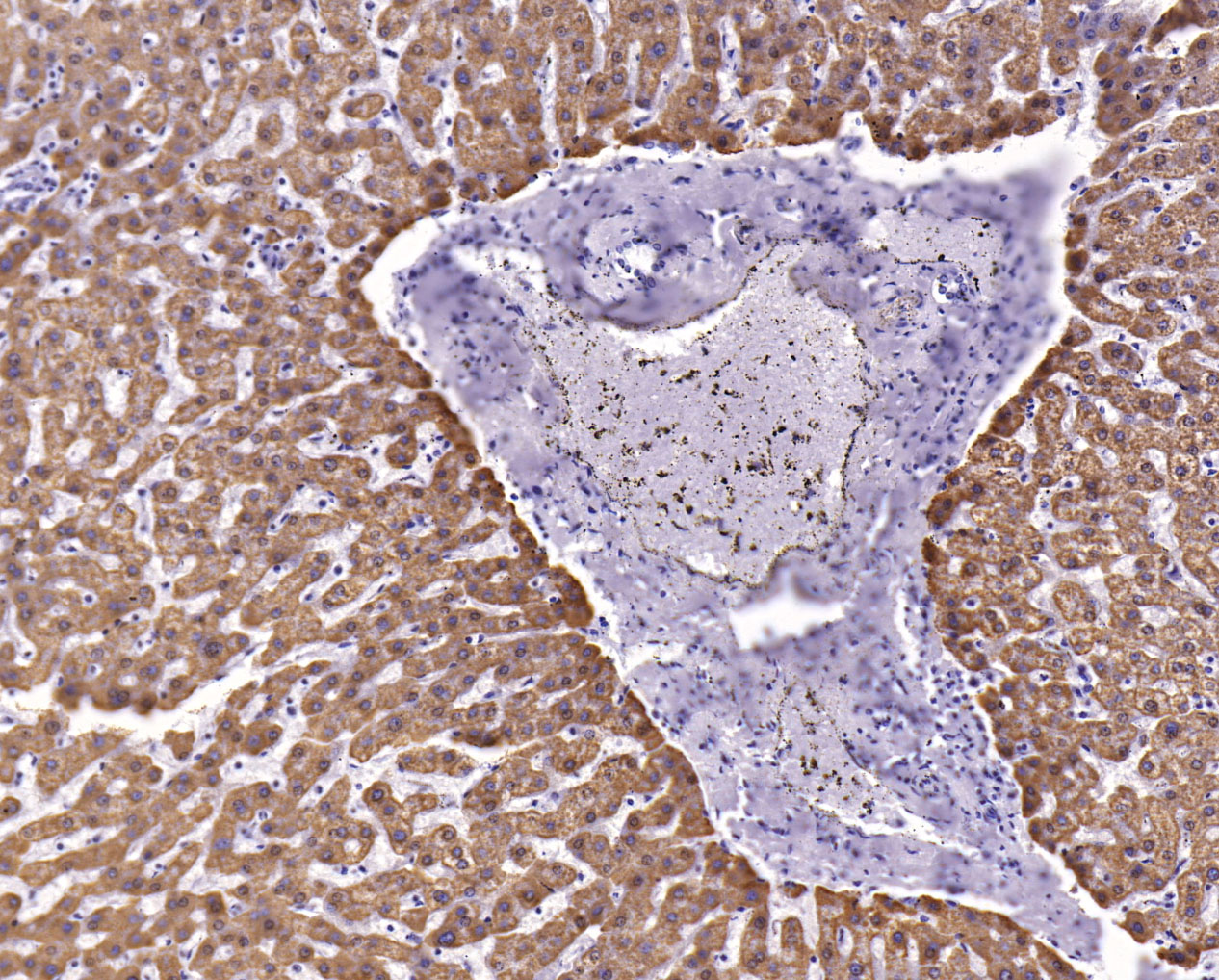 Hepatocyte抗体试剂（免疫组织化学）