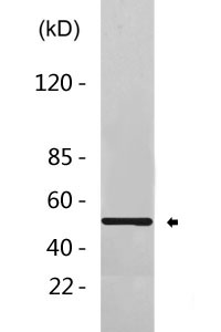 alpha Tubulin（yeast） Antibody
