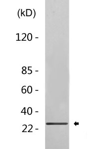 GFP Antibody(HRP conjugated)