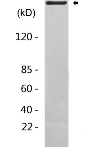 Lrp2 / Megalin Antibody