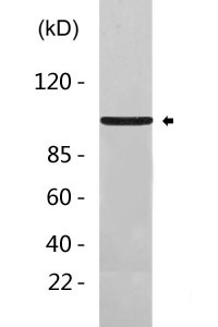 MKLP1 Antibody