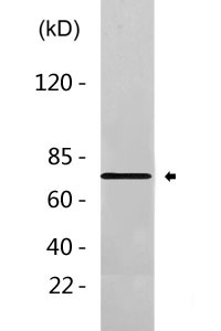 KIFC1 Antibody