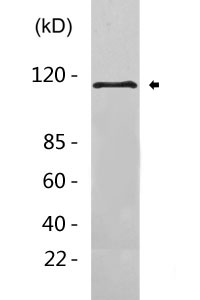 RNF20 Antibody