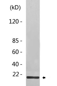 Caveolin-2 Antibody