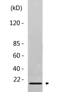 Caveolin-3 Antibody