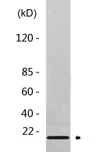 Caveolin-3 Antibody