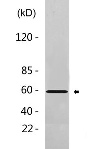 Smad3 Antibody