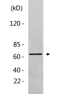 Smad4 Antibody