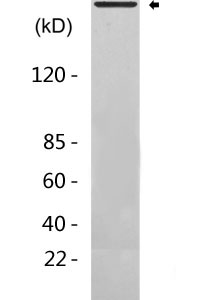 Cubilin Antibody