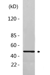 Flotillin 2 Antibody