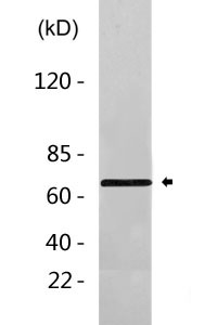 AIF Antibody