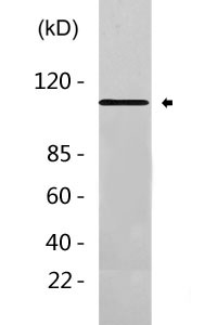 delta 1 Catenin/p120 Catenin Antibody