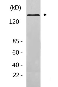 ErbB (HER4) Antibody