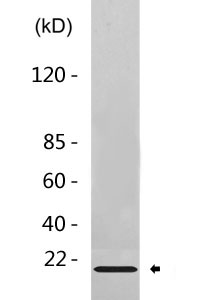 active Caspase-3 Antibody