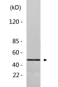 Phospho-Creb (S133) Antibody