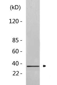 pro Caspase 3 Antibody