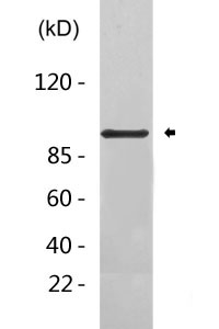 STAT5a Antibody