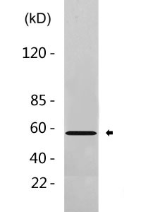 PTBP2 Antibody