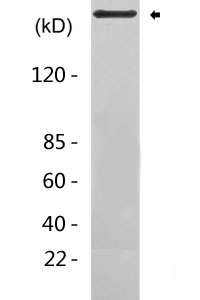 Phospho-GCN2 (T899) Antibody