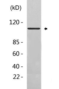 SATB1 Antibody