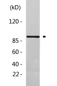 FoxO3a Antibody