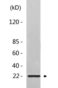 Id1 Antibody