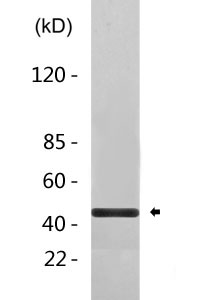 SNF5 Antibody